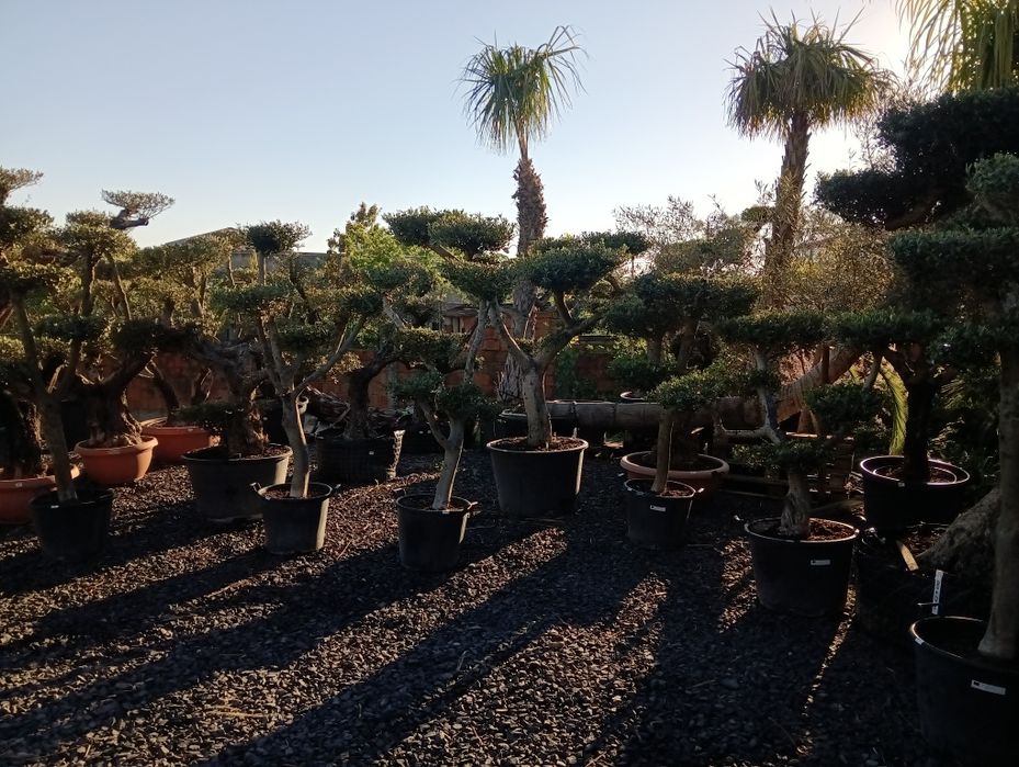 Oliveira poda Bonsai
