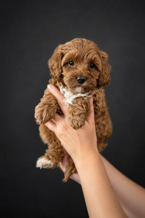 Cavapoo cavalier pudel