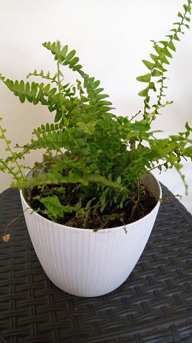 Klasyka, paproć geranium fikus