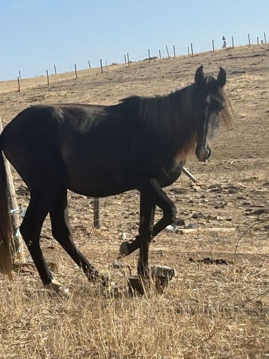 Poldro cruzado de lusitano