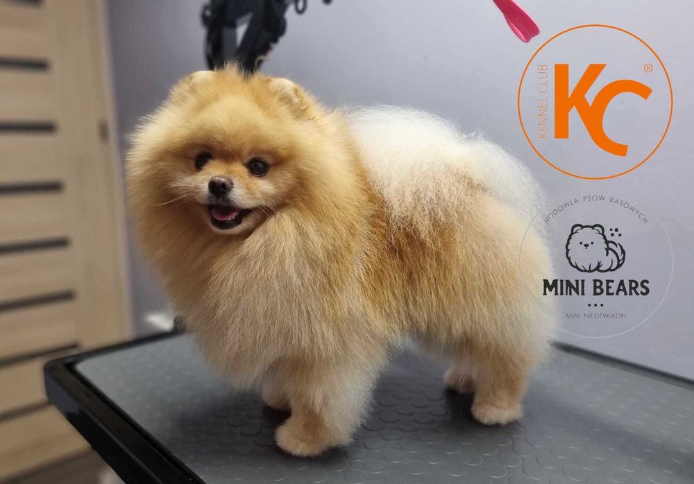 Szpic Miniaturowy Pomeranian Reproduktor Krycie