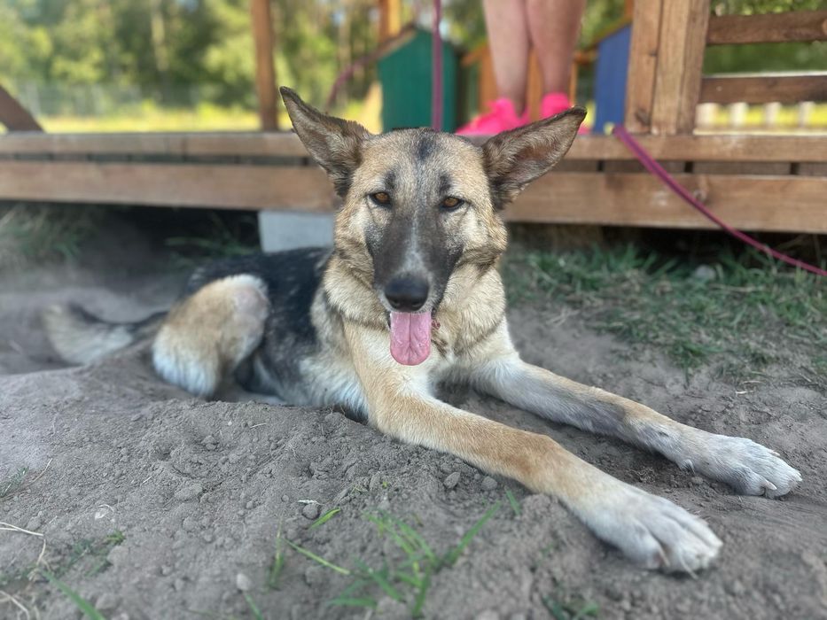 Poznajcie Sabę, jest łagodna, towarzyska i aktywna, do adopcji