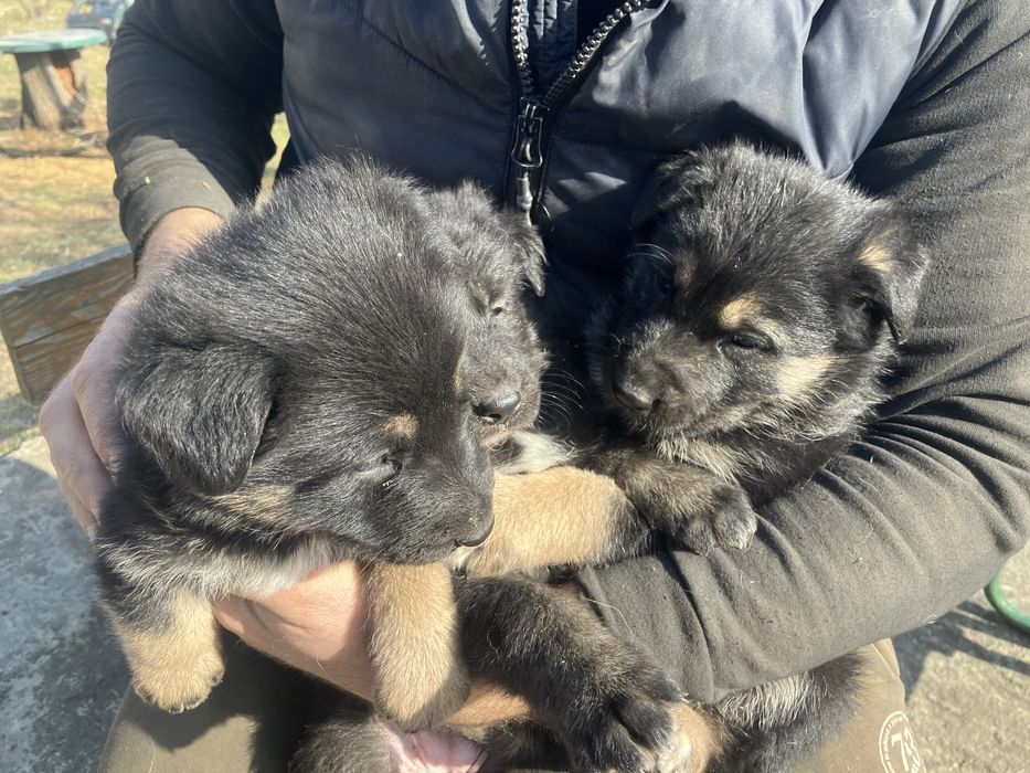 Віддам цуценят німецькоі вівчарки