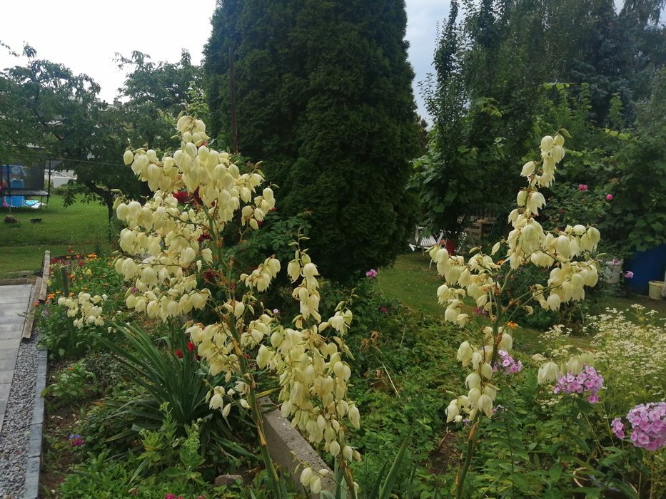 Juka ogrodowa - sadzonki