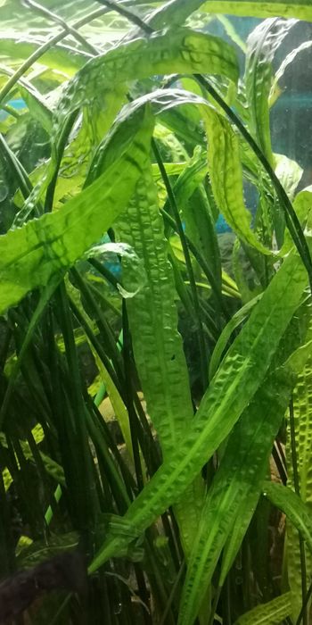 Sprzedam Cryptocoryna  XXL  2 szt ,