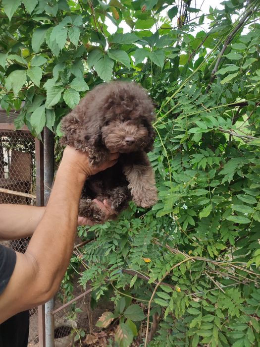 Продаж щенят карликовий пудель шоколадного кольору