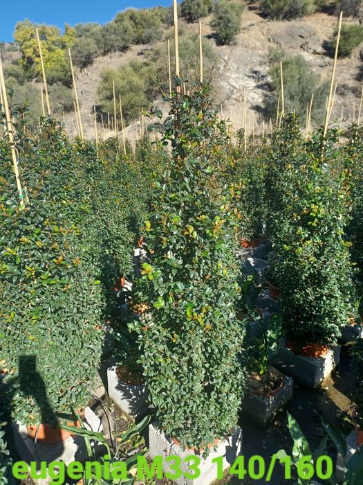 Eugenia newport para sebe