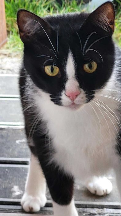 Kot Kokos - odważny przebojowy chętny do zabawy