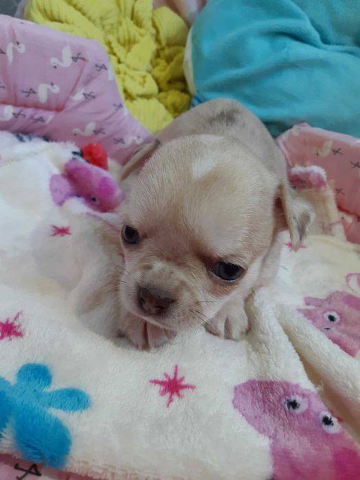 Chihuahua Suczka Beżowa Merle