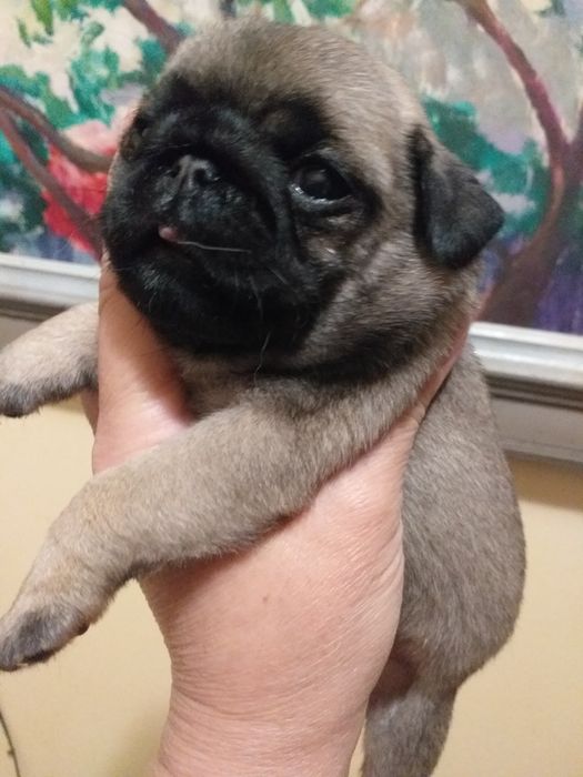 Неймовірні цуценята