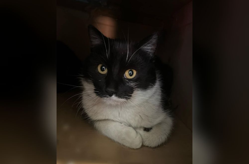 Kochany kocurek Diego marzy o domku!