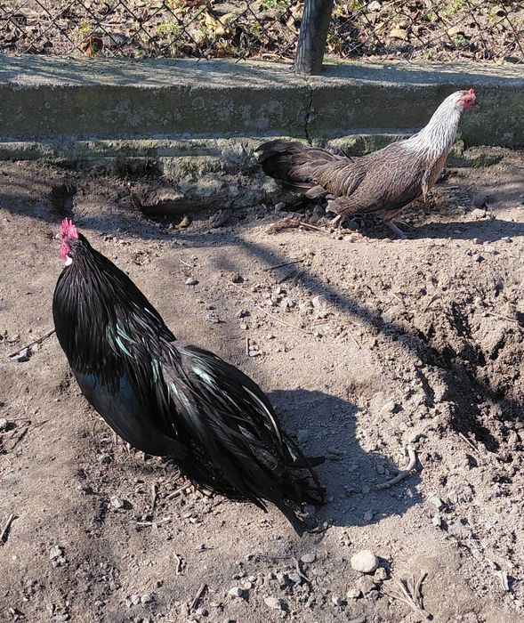 Feniksy - jaja lęgowe