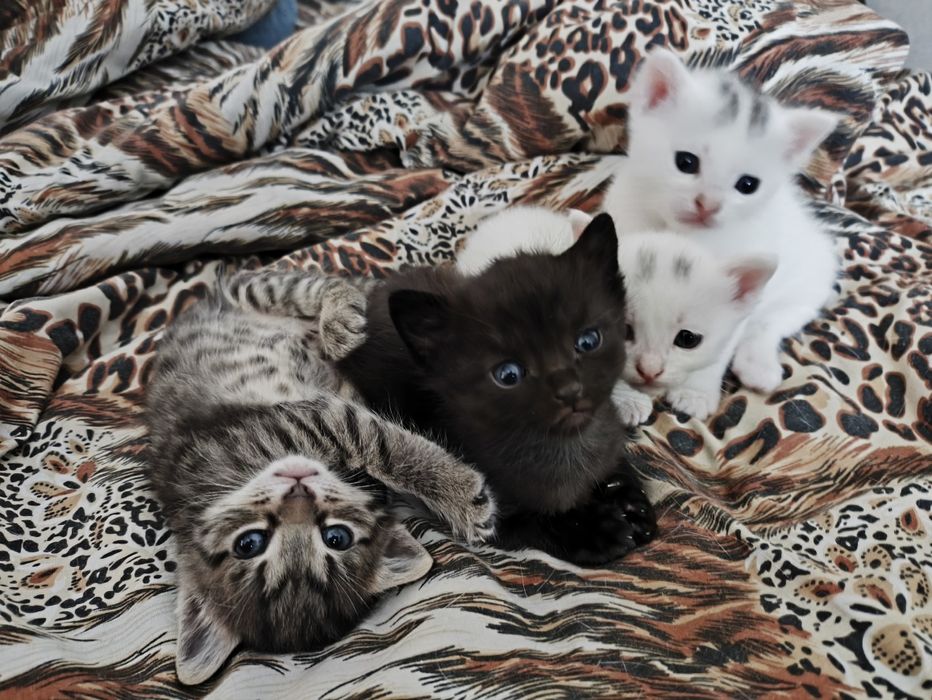 Віддам кошенят у добрі руки ))