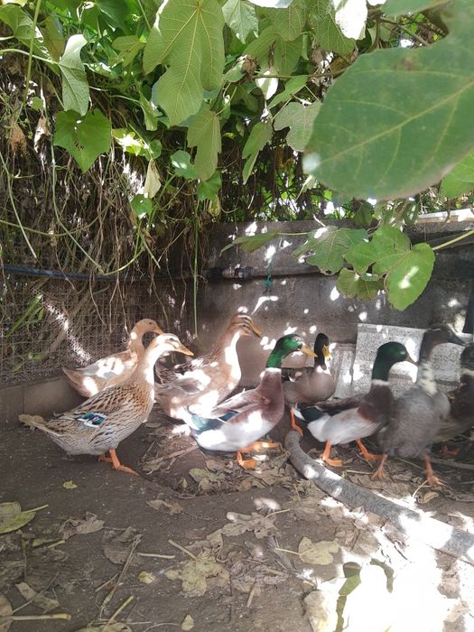 Ovos de pata Ruan galados