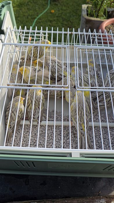 Canários Ágata topázio amarelo mosaico