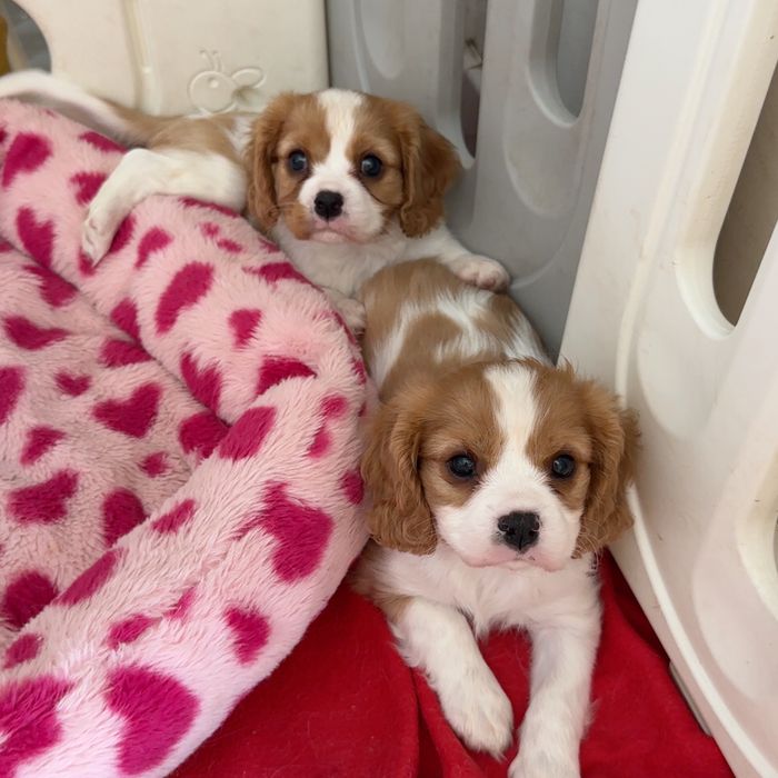 Cavalier King Charles Spaniel PIESEK