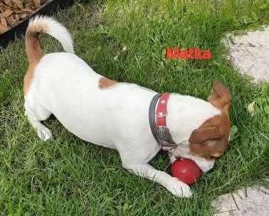 JACK RUssell Terrier