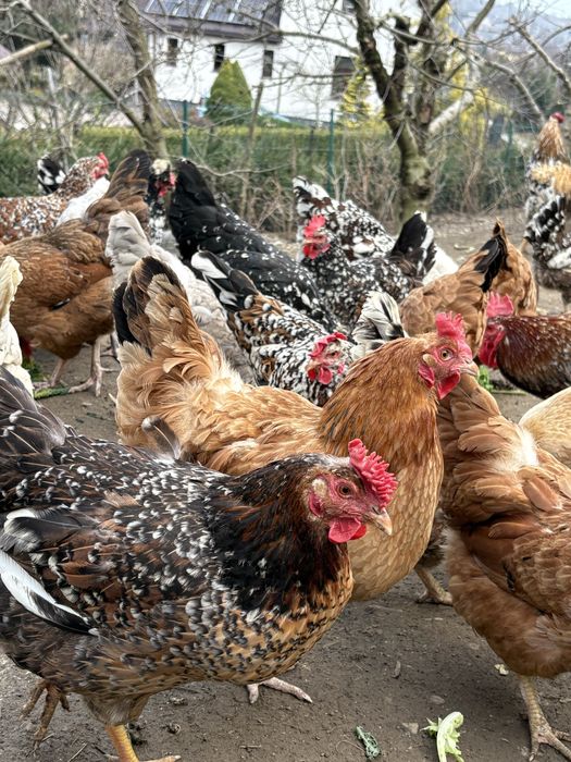 Jaja lęgowe , kury ozdobne , czubatki , zagrodówki