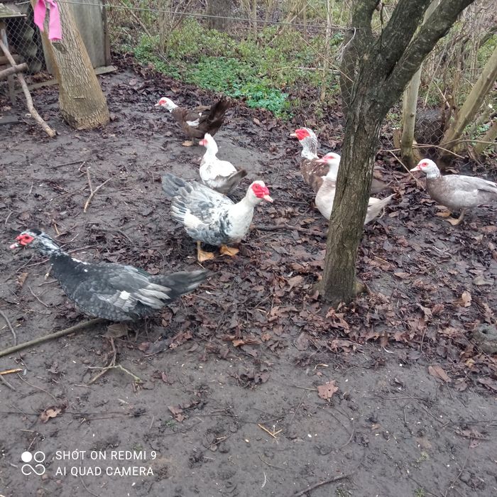 Продам Індокачок та інкубаційні яйця.