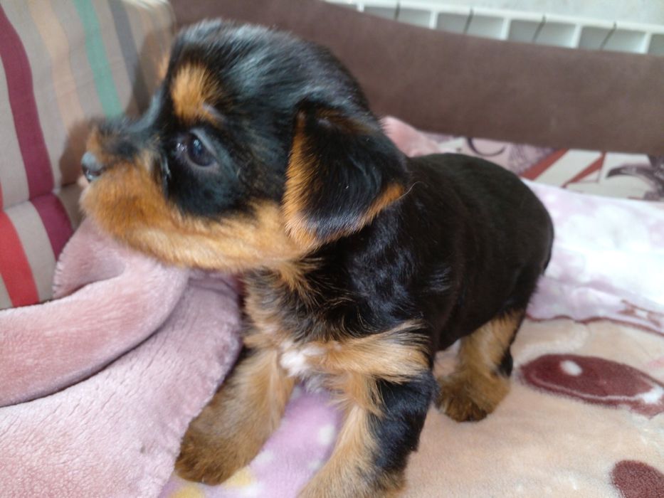 Гарні цуценята чекають дбайливих господарів