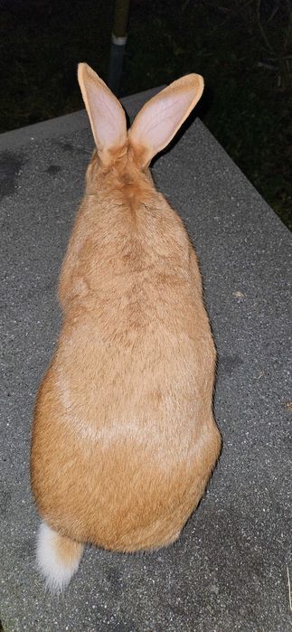 Króliki burgundzkie z rodowodem