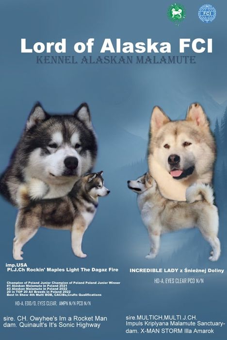 Alaskan Malamute Rzeszów •