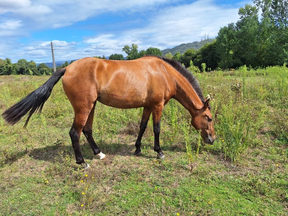 Egua Puro sangue lusitano