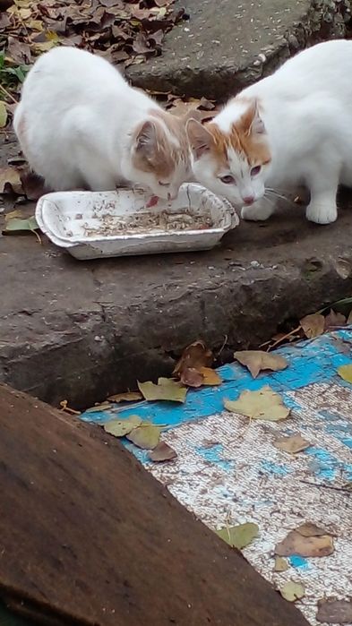 Коты отдам даром