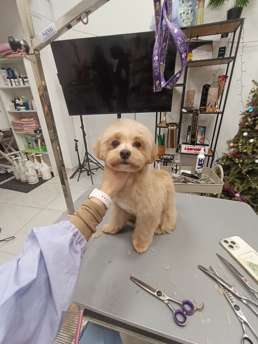 Хлопчик Мальтіпу