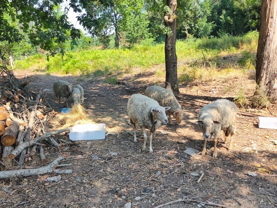 Carneiro, ovelhas e anhos