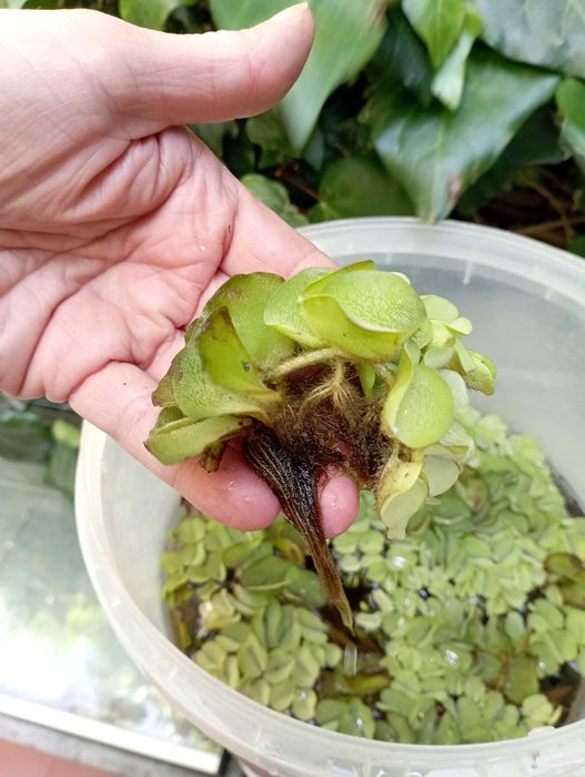 Planta flutuante para aquário ou lago