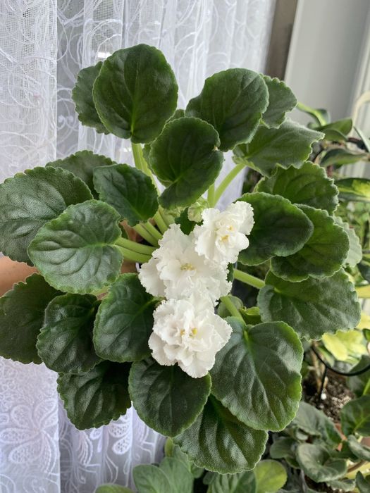 Фіалки, сенполія