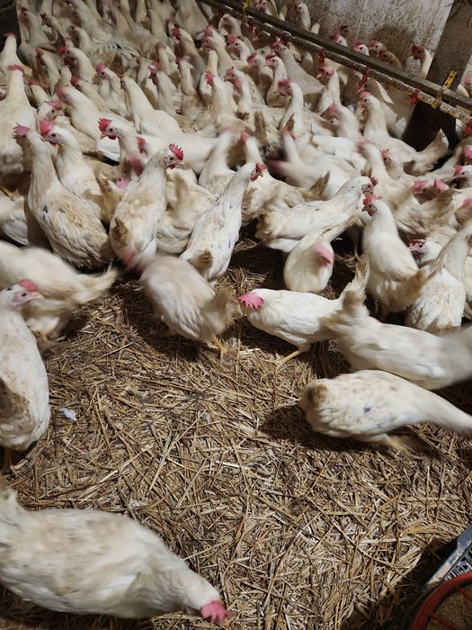 Kury nioski Rosa z wolnego wybiegu. Leghorn z jajkiem. Dowóz Gratis.