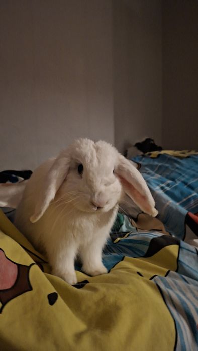 Króliś rasy mini lop