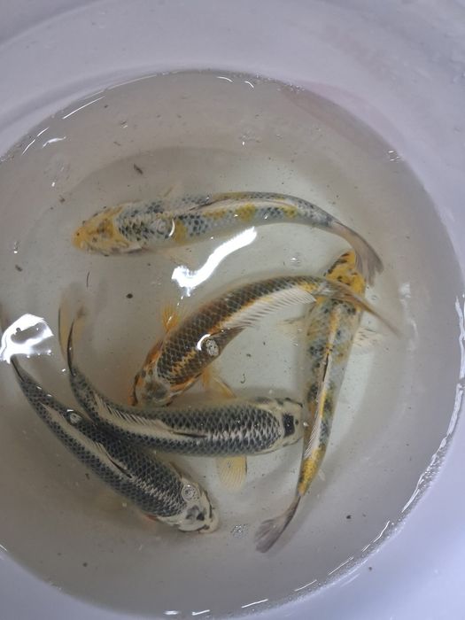 Karp koi karaś złota orfa