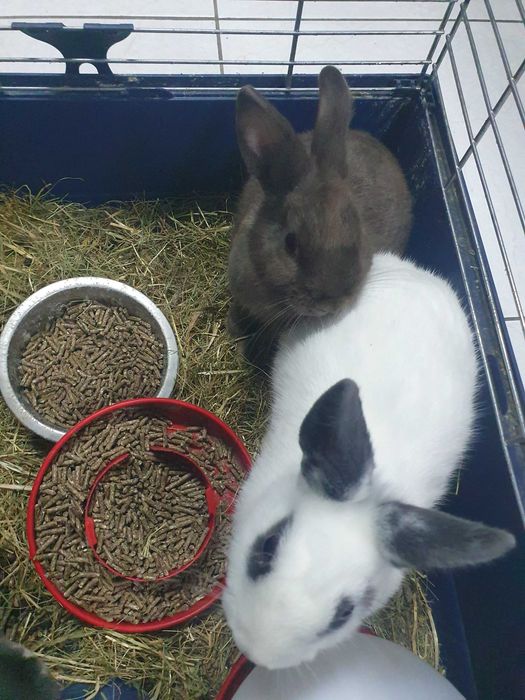 Coelhos anoes mini lop