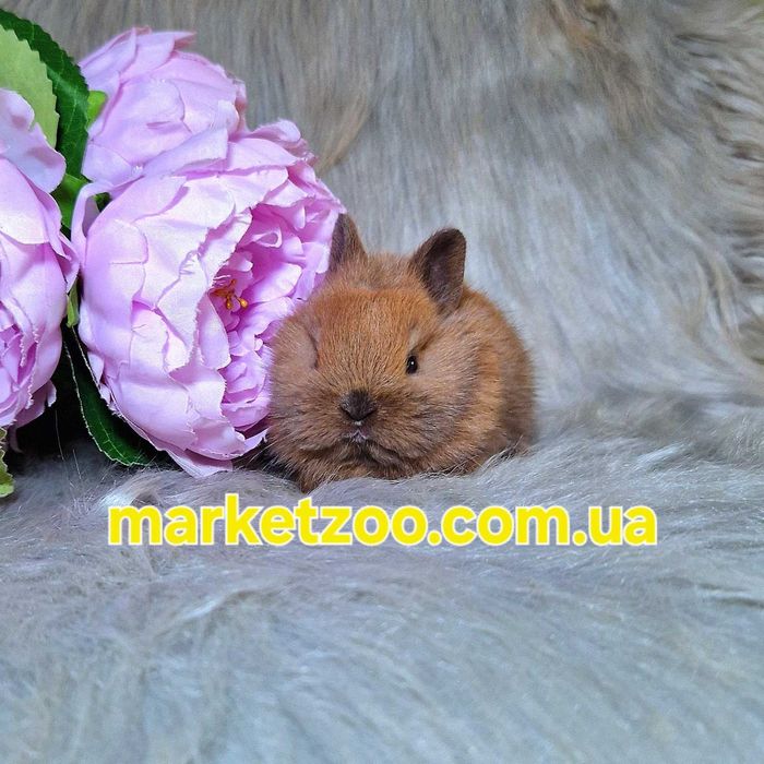 Карликовий кролик декоративний кроленя купити кролика Левоголовий Lion