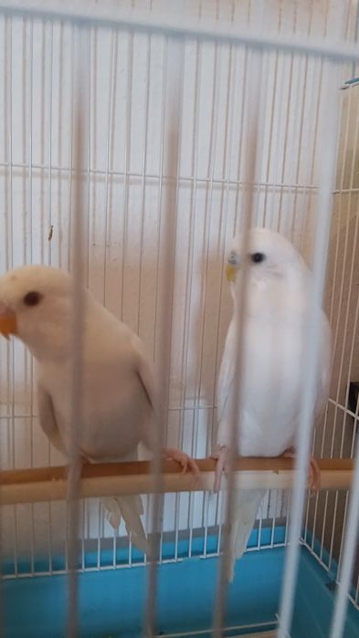 Budgie Bird pairs