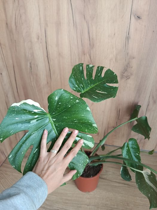 Monstera thai constelation