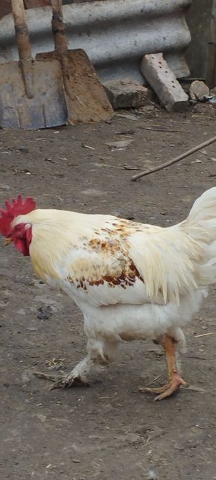 Продам сім'ю домашніх курей на розведення