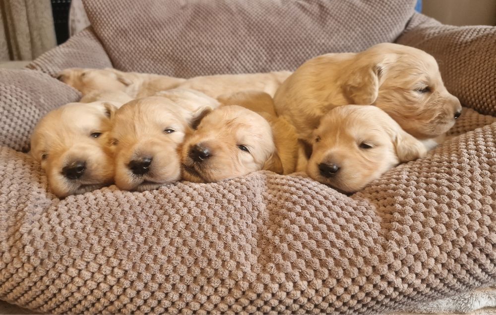 Golden Retriever szczeniak fci zkwp szkolenie gratis