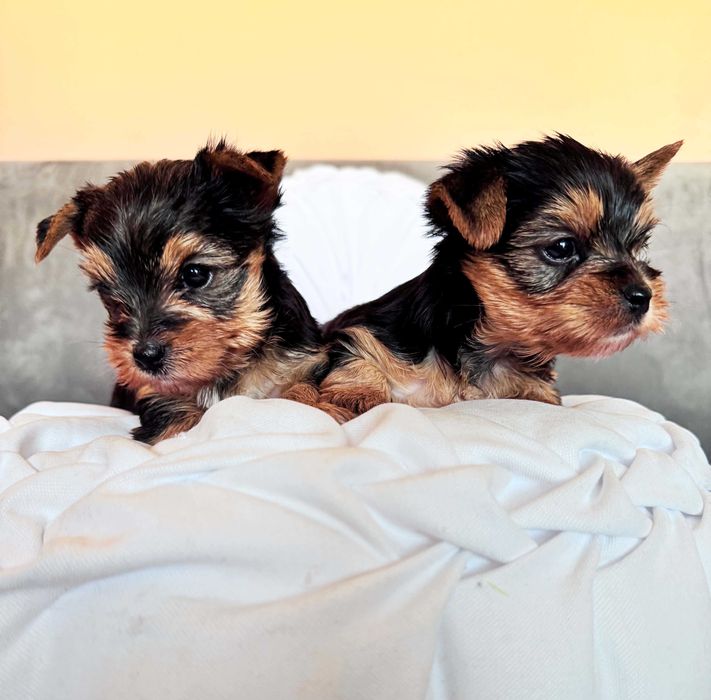 Sprzedam Yorkshire Terrier