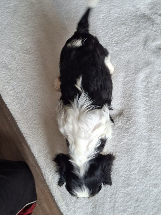 Cavalier King Charles Spaniel