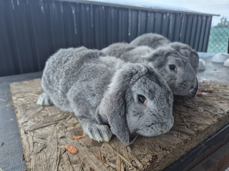 Królik baran francuski