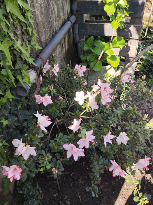 Azálea (Rhododendron)