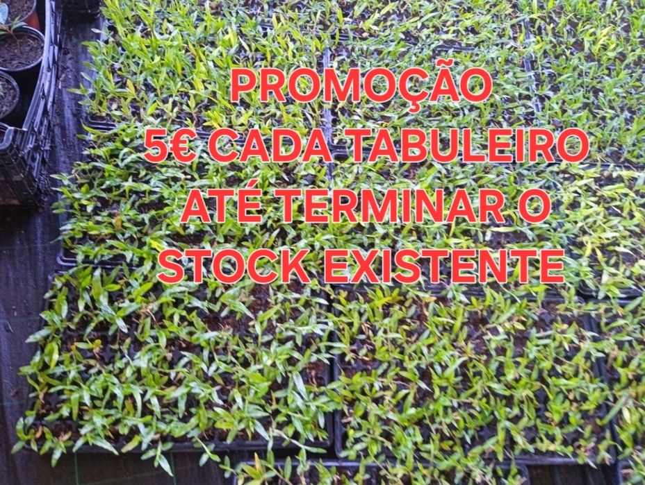 Grama brasileira e tudo o que necessita para o seu jardim