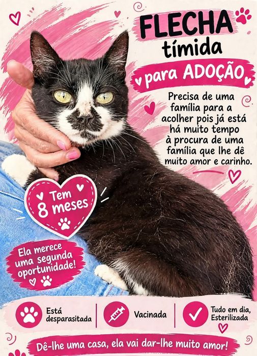 Gata para adoção