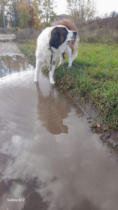 Отдам собак в хорошие руки