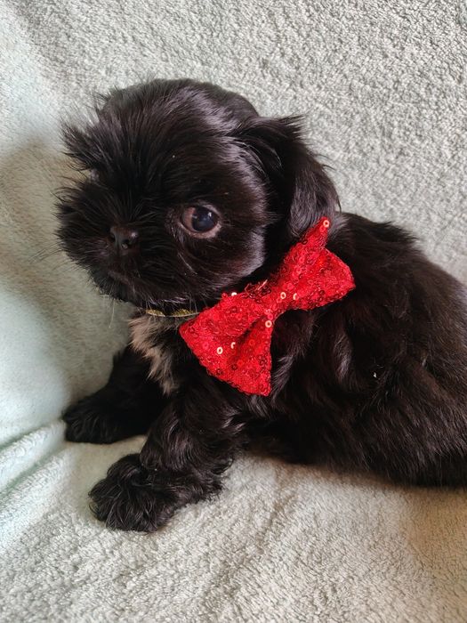 Czarny piesek shih tzu