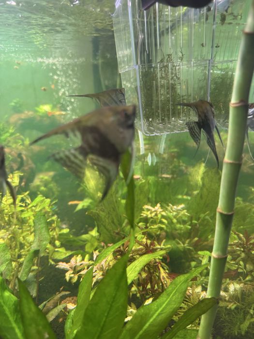 Peixes escalar juvenis